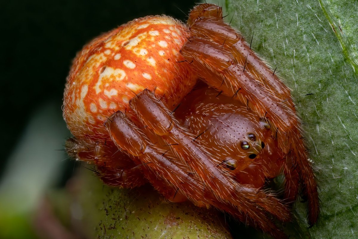 curls spider